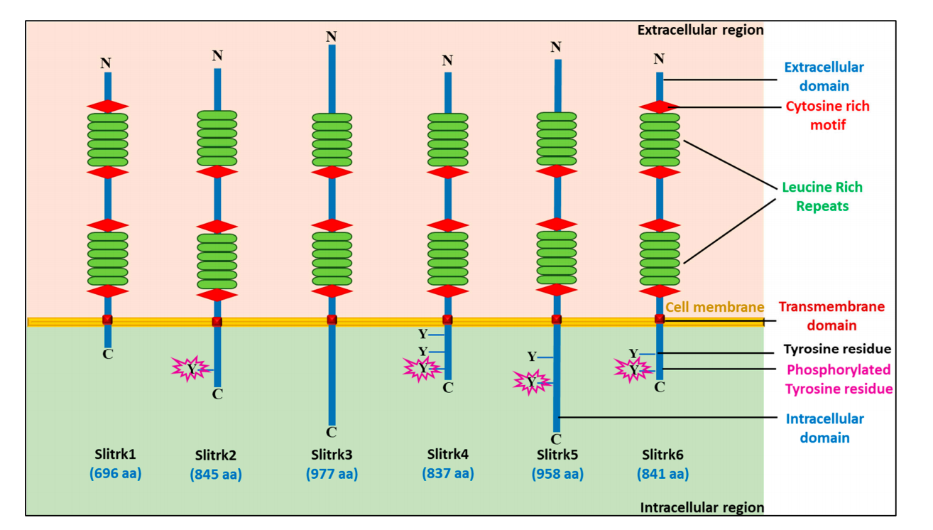 Neurite Outgrowth Regulating Factor SLITRK6 Neurite Outgrowth Regulating Factor SLITRK6