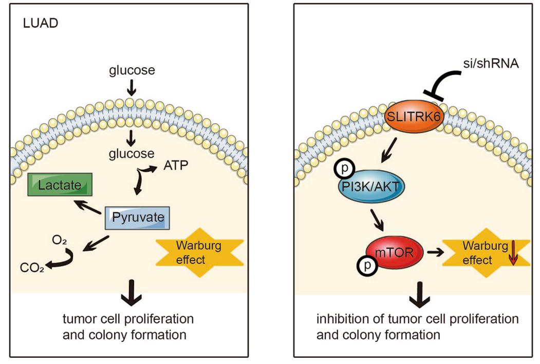 Neurite Outgrowth Regulating Factor SLITRK6 Neurite Outgrowth Regulating Factor SLITRK6
