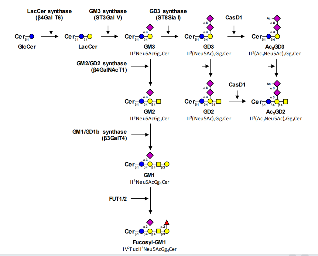 Neuroglycan Fucosyl-GM1 Neuroglycan Fucosyl-GM1