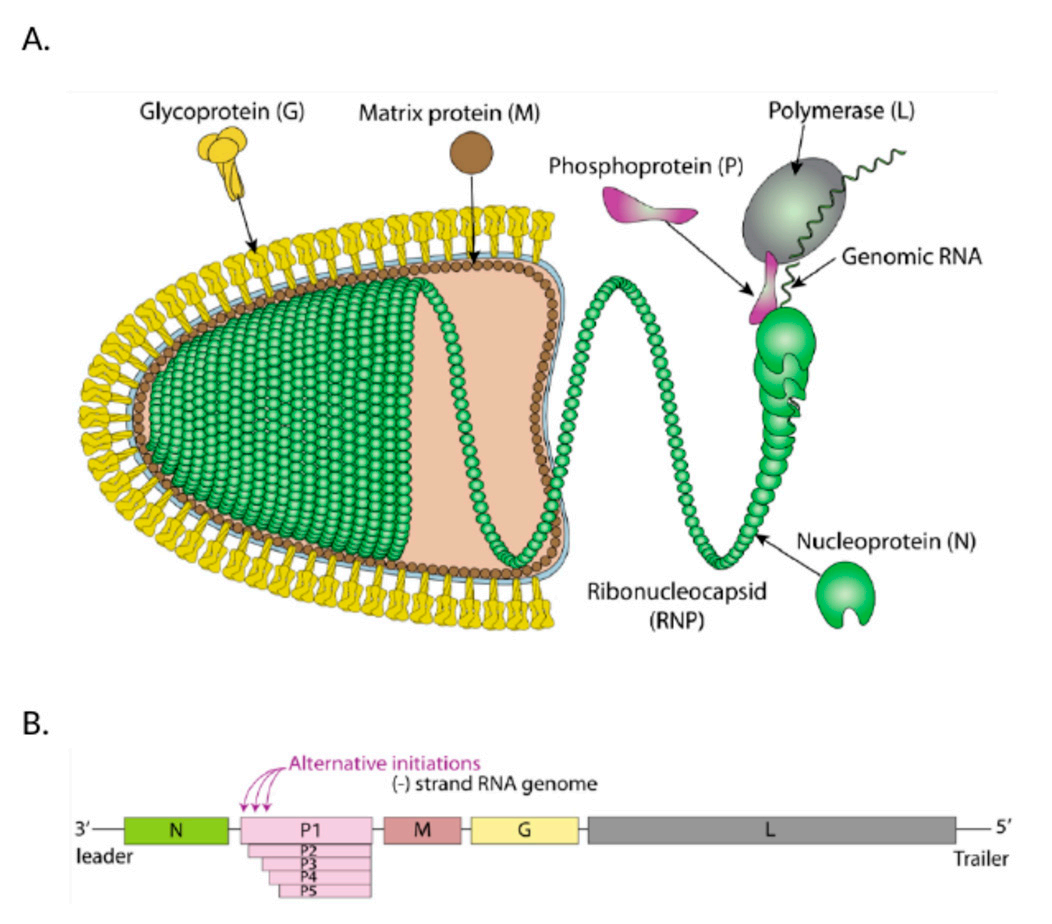 Neurotropic virus RABV Neurotropic virus RABV