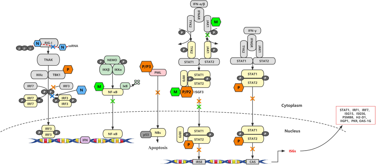 Neurotropic virus RABV Neurotropic virus RABV