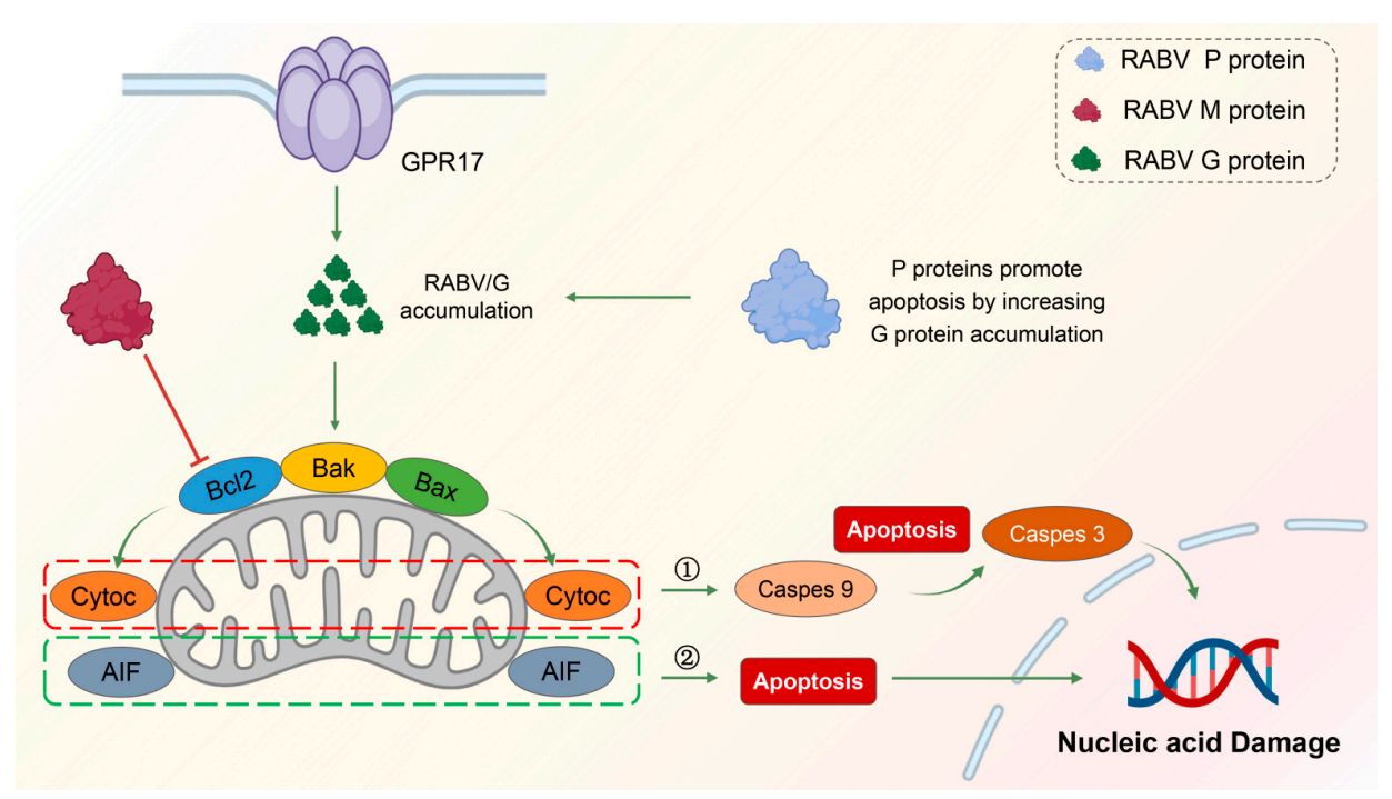 Neurotropic virus RABV Neurotropic virus RABV