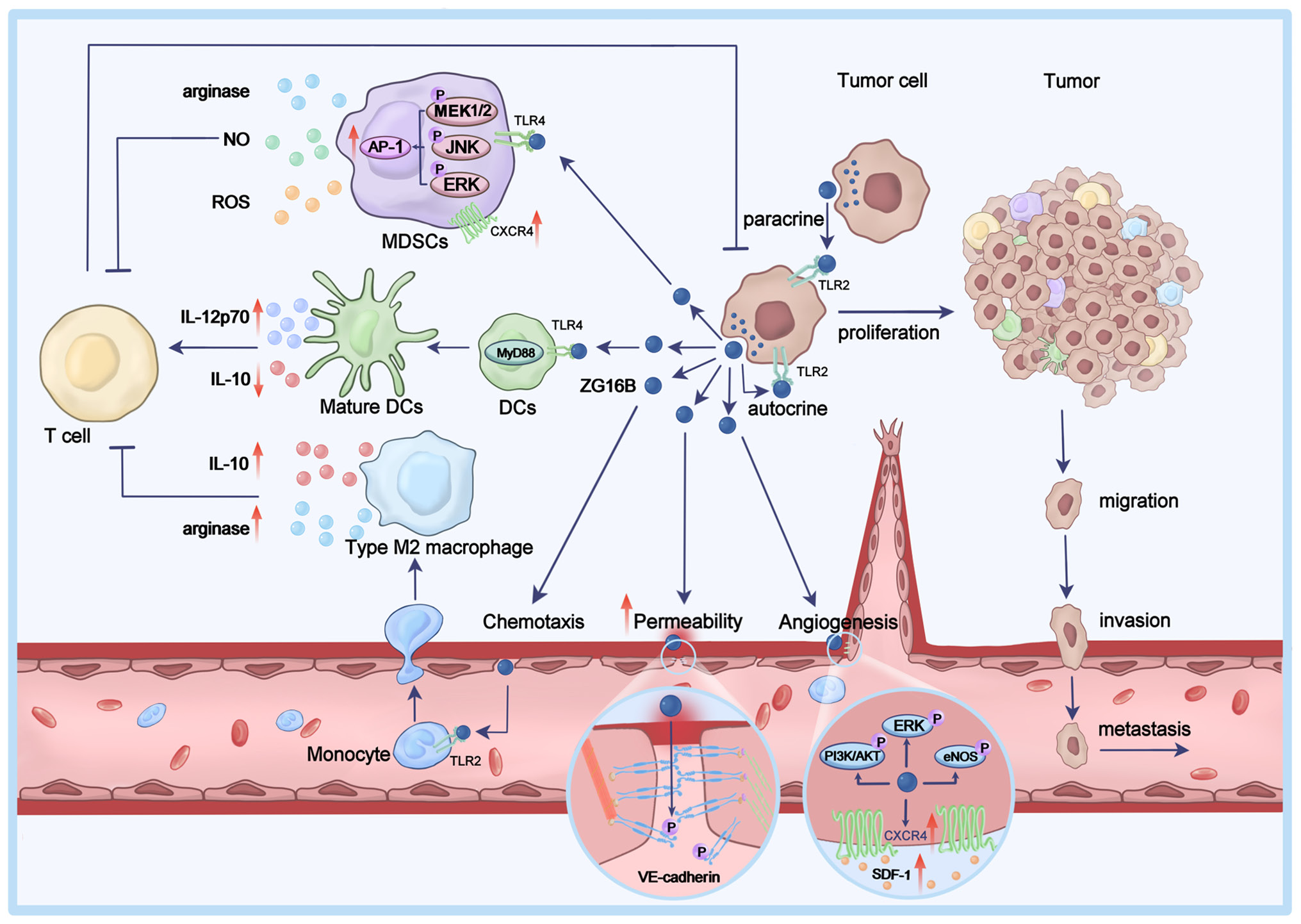 Pancreatic cancer therapeutic target PAUF