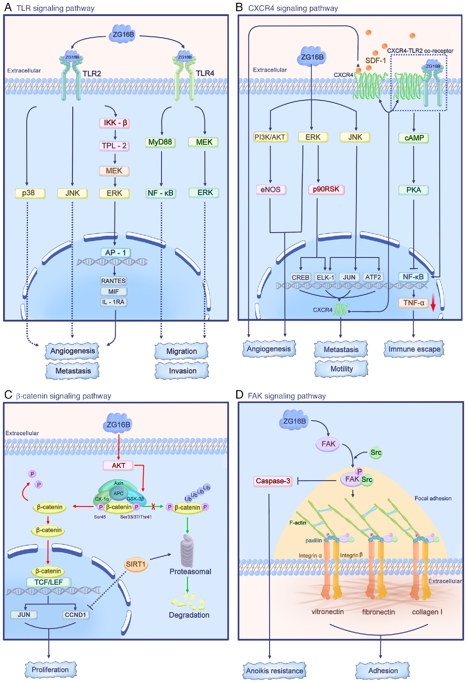 Pancreatic cancer therapeutic target PAUF