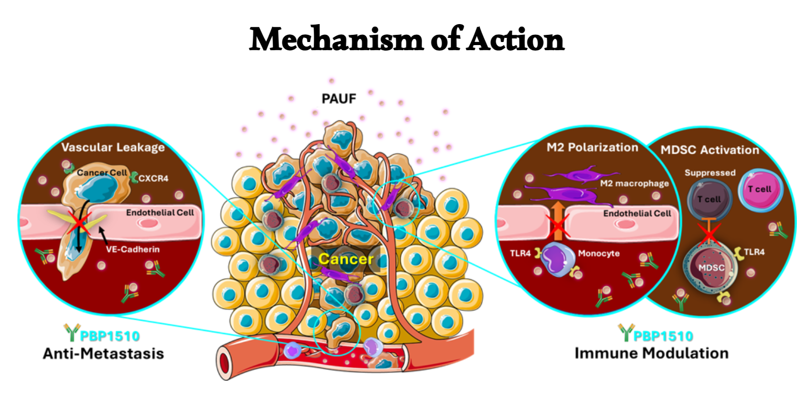 Pancreatic cancer therapeutic target PAUF