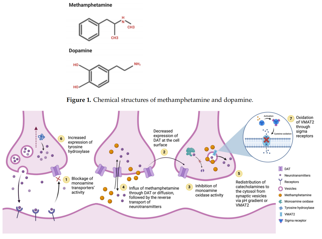Phenylethylamine central nervous stimulant METH Phenylethylamine central nervous stimulant METH