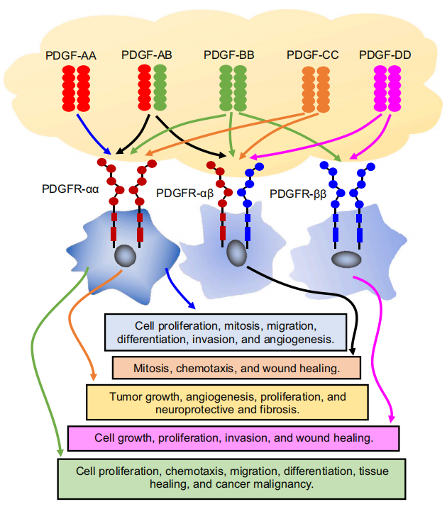 Platelet derived growth factor receptor PDGFRB Platelet derived growth factor receptor PDGFRB