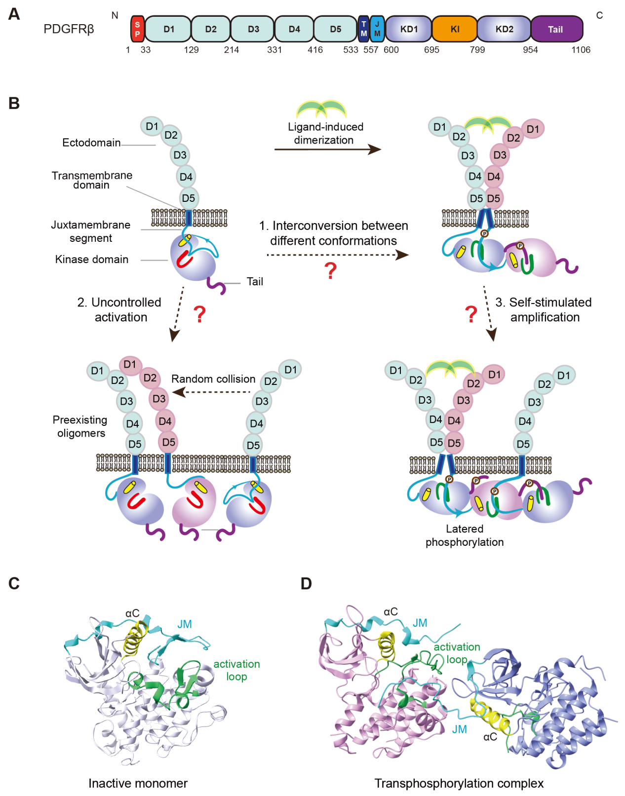 Platelet derived growth factor receptor PDGFRB Platelet derived growth factor receptor PDGFRB