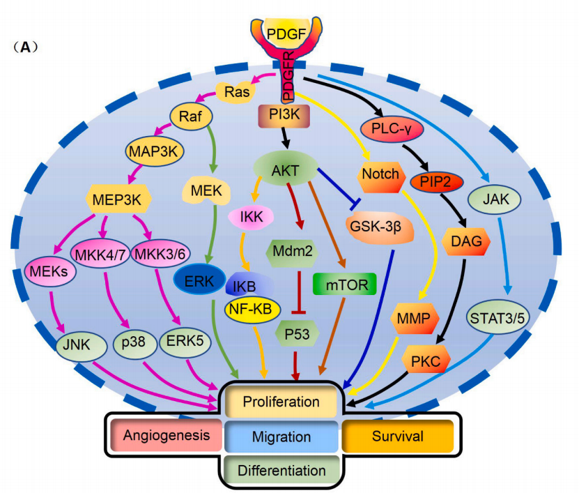 Platelet derived growth factor receptor PDGFRB Platelet derived growth factor receptor PDGFRB
