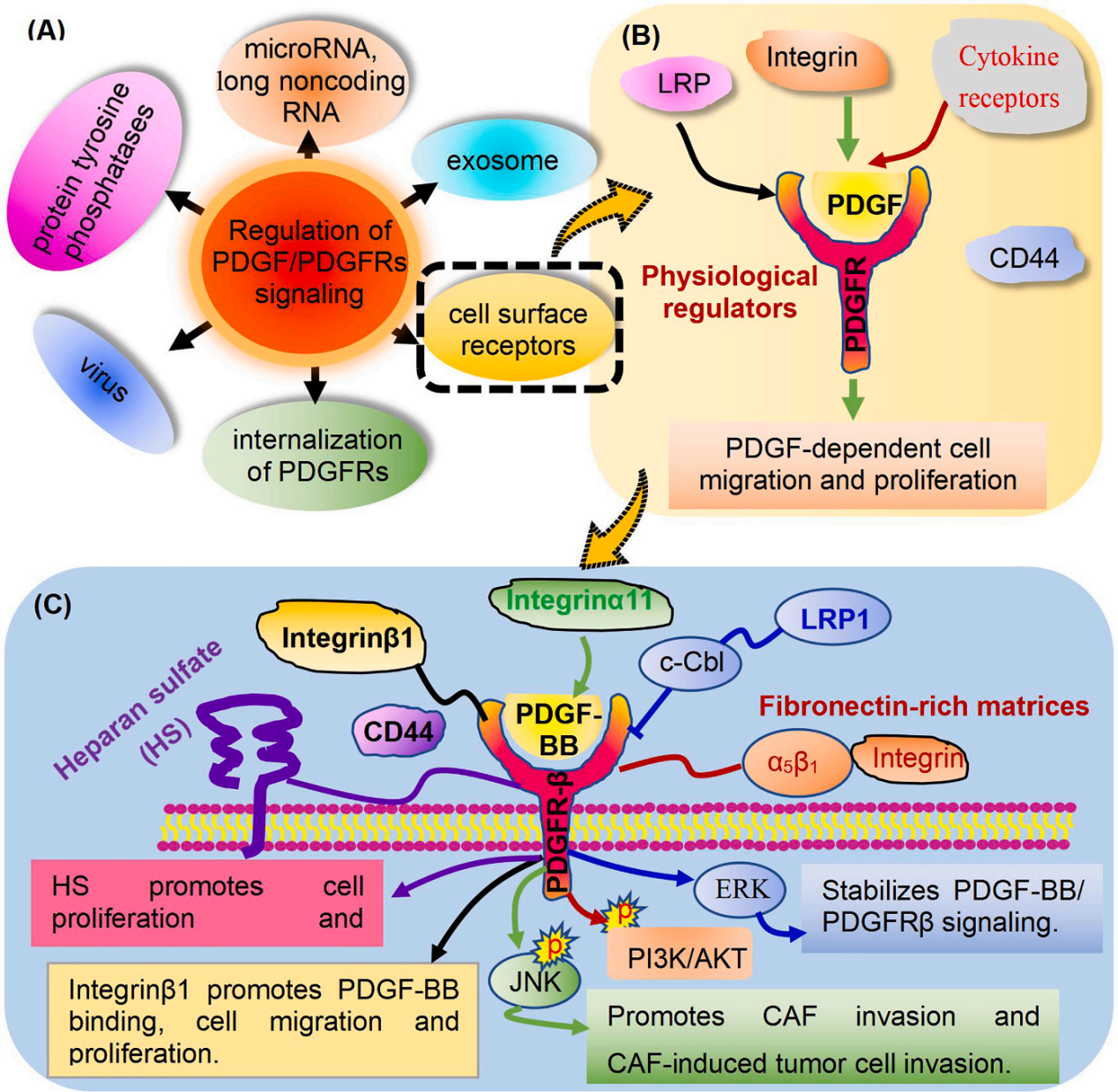 Platelet derived growth factor receptor PDGFRB Platelet derived growth factor receptor PDGFRB