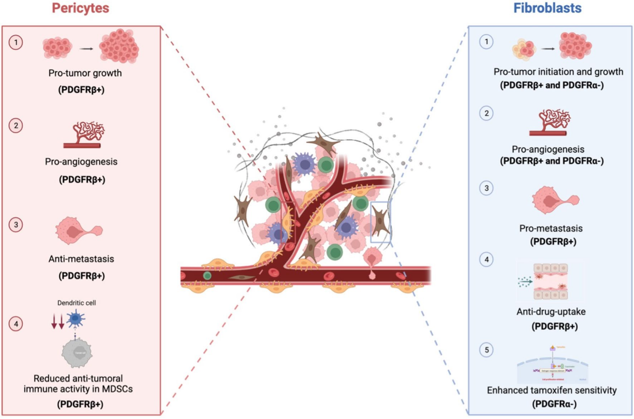 Platelet derived growth factor receptor PDGFRB Platelet derived growth factor receptor PDGFRB