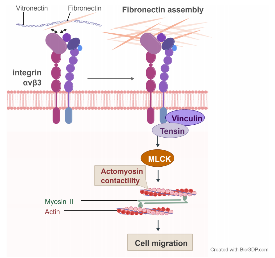 Platelet integrin αIIbβ3 Platelet integrin αIIbβ3