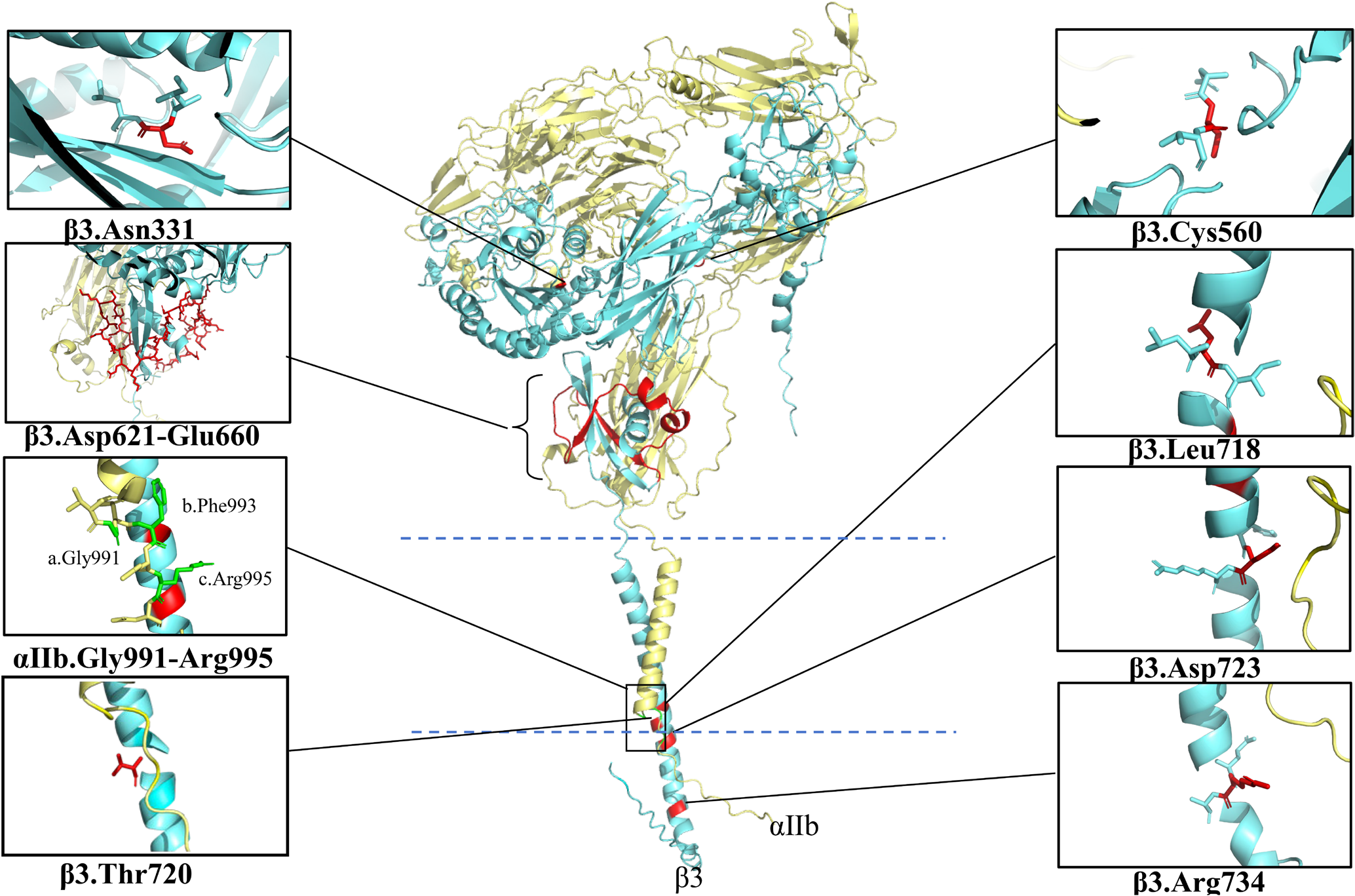 Platelet integrin αIIbβ3 Platelet integrin αIIbβ3