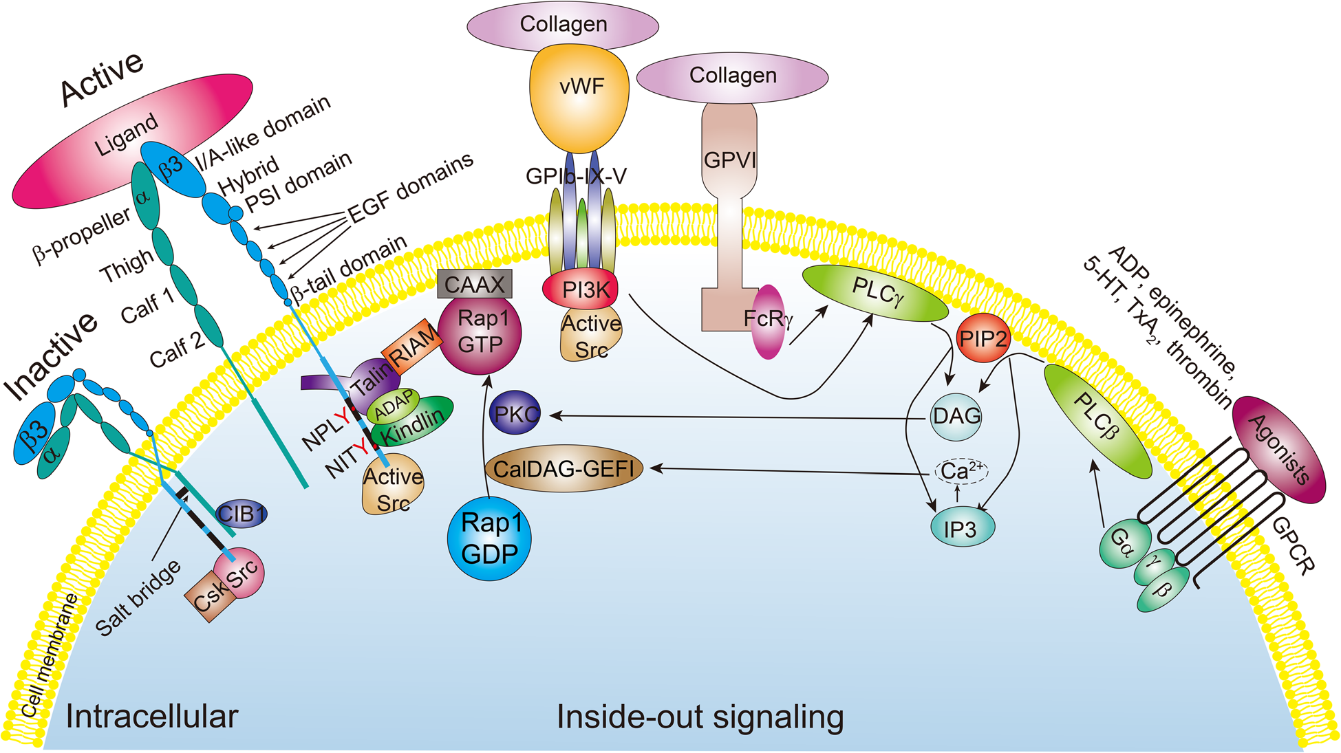 Platelet integrin αIIbβ3 Platelet integrin αIIbβ3