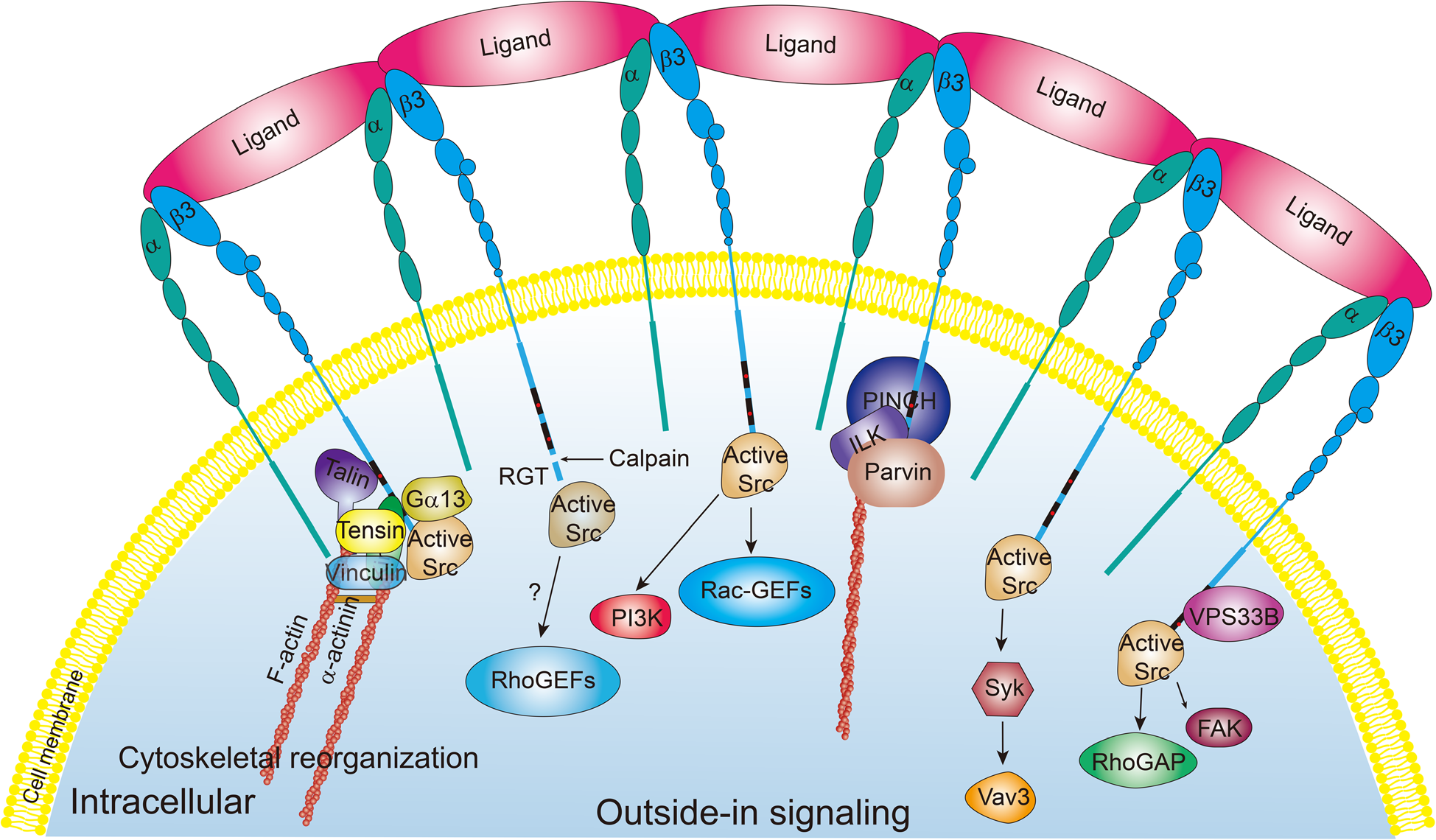 Platelet integrin αIIbβ3 Platelet integrin αIIbβ3
