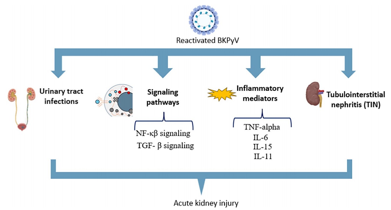 Polyomavirus BKV Polyomavirus BKV