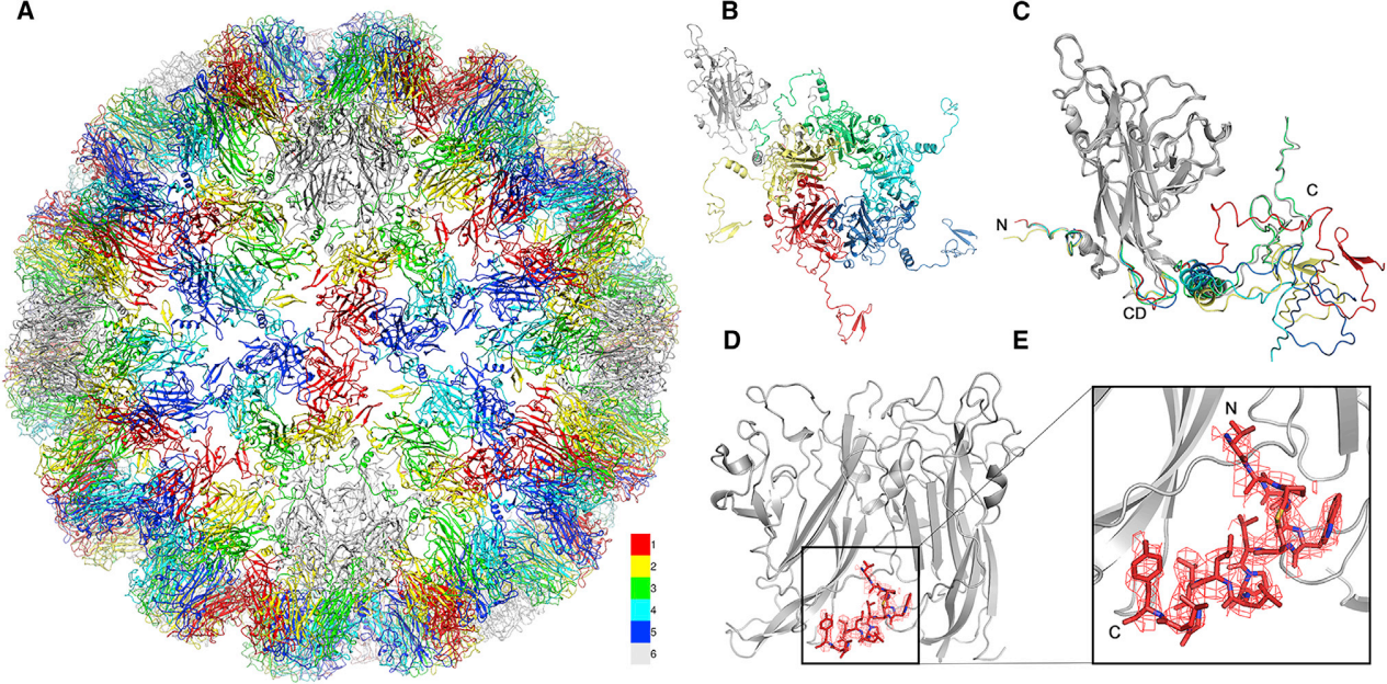 Polyomavirus BKV Polyomavirus BKV