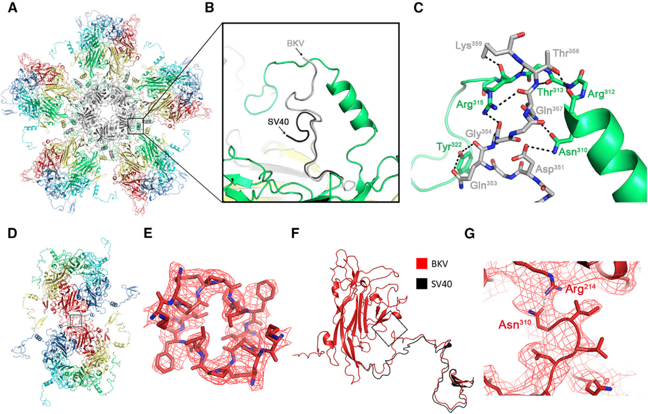 Polyomavirus BKV Polyomavirus BKV