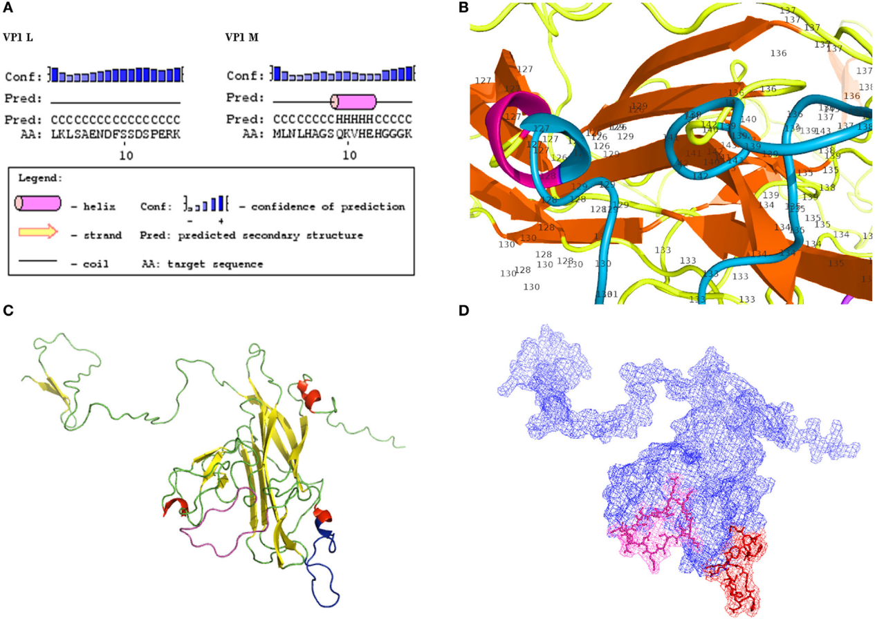Polyomavirus BKV Polyomavirus BKV