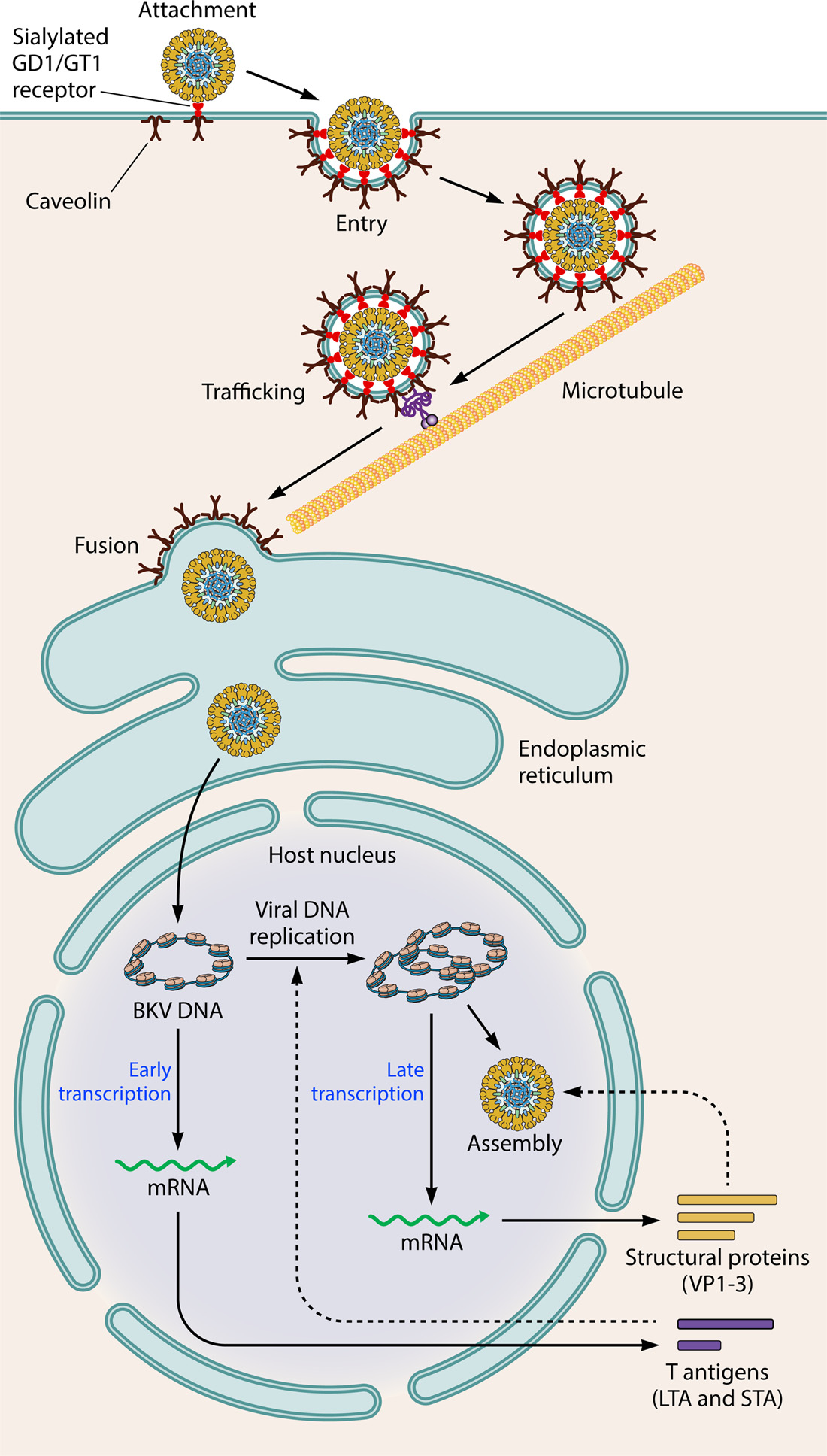 Polyomavirus BKV Polyomavirus BKV