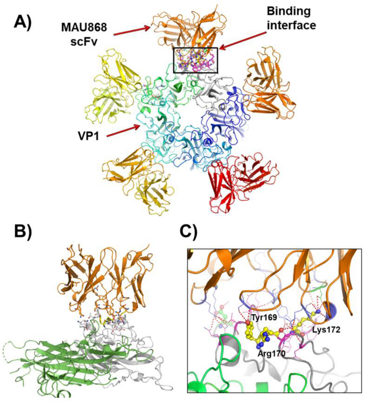 Polyomavirus BKV Polyomavirus BKV