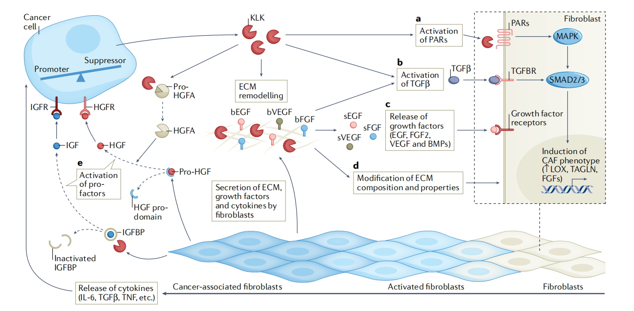 Prostate cancer therapeutic target KLK2 Prostate cancer therapeutic target KLK2