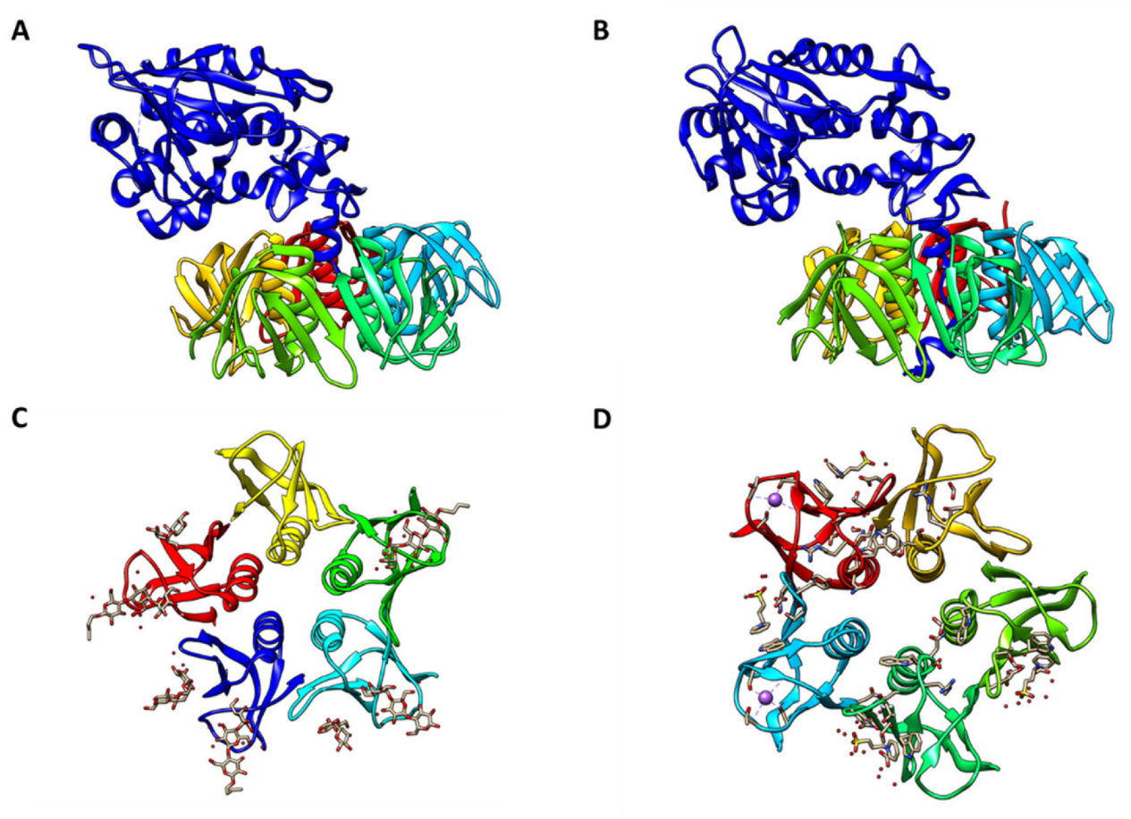 Protein synthesis inhibitory toxin Shiga toxin Protein synthesis inhibitory toxin Shiga toxin