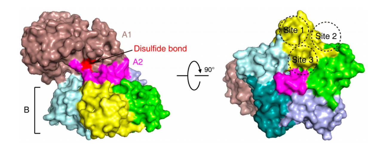 Protein synthesis inhibitory toxin Shiga toxin Protein synthesis inhibitory toxin Shiga toxin