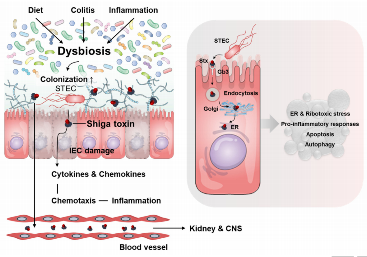 Protein synthesis inhibitory toxin Shiga toxin Protein synthesis inhibitory toxin Shiga toxin