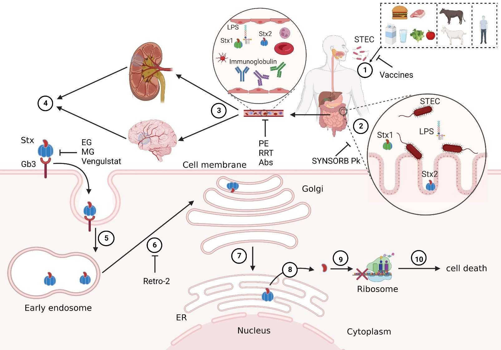 Protein synthesis inhibitory toxin Shiga toxin Protein synthesis inhibitory toxin Shiga toxin