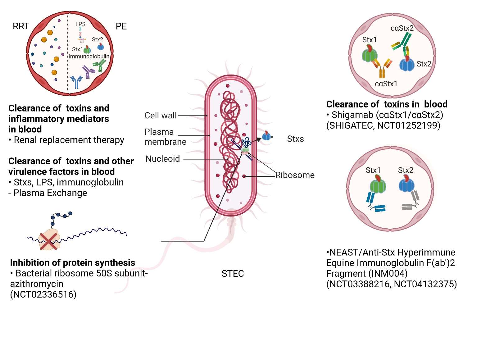 Protein synthesis inhibitory toxin Shiga toxin Protein synthesis inhibitory toxin Shiga toxin
