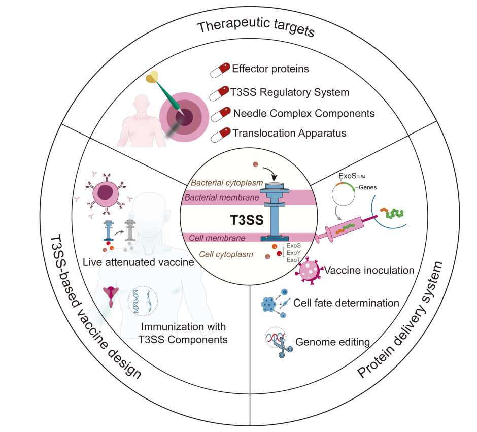 Pseudomonas aeruginosa type III secretion system T3SS