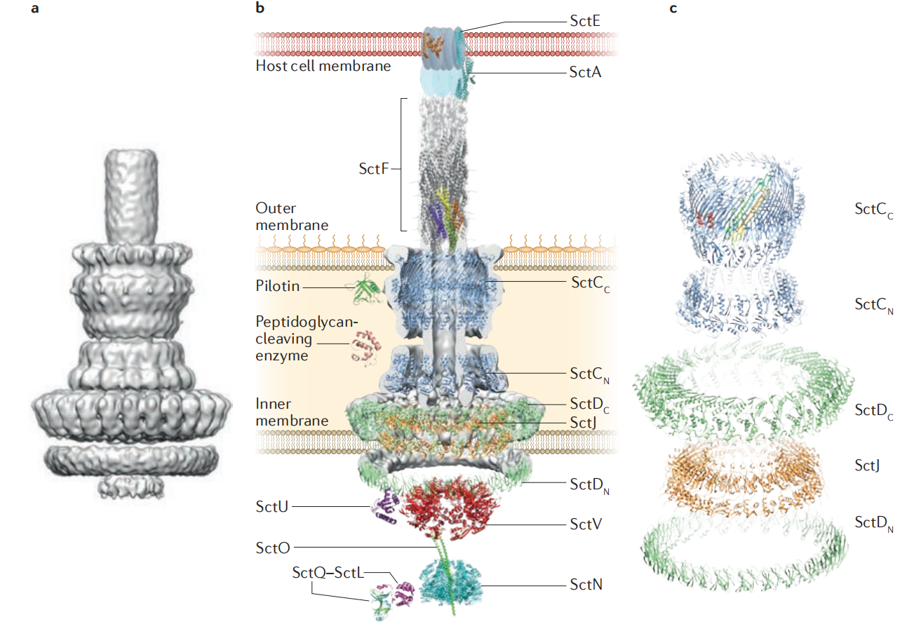 Pseudomonas aeruginosa type III secretion system T3SS