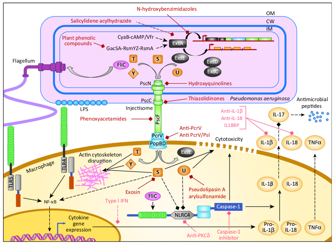Pseudomonas aeruginosa type III secretion system T3SS