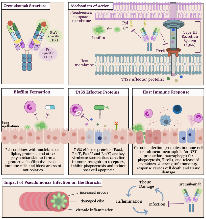 Pseudomonas aeruginosa type III secretion system T3SS