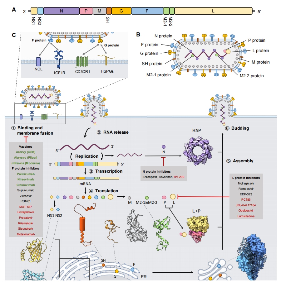 Respiratory syncytial virus RSV Respiratory syncytial virus RSV