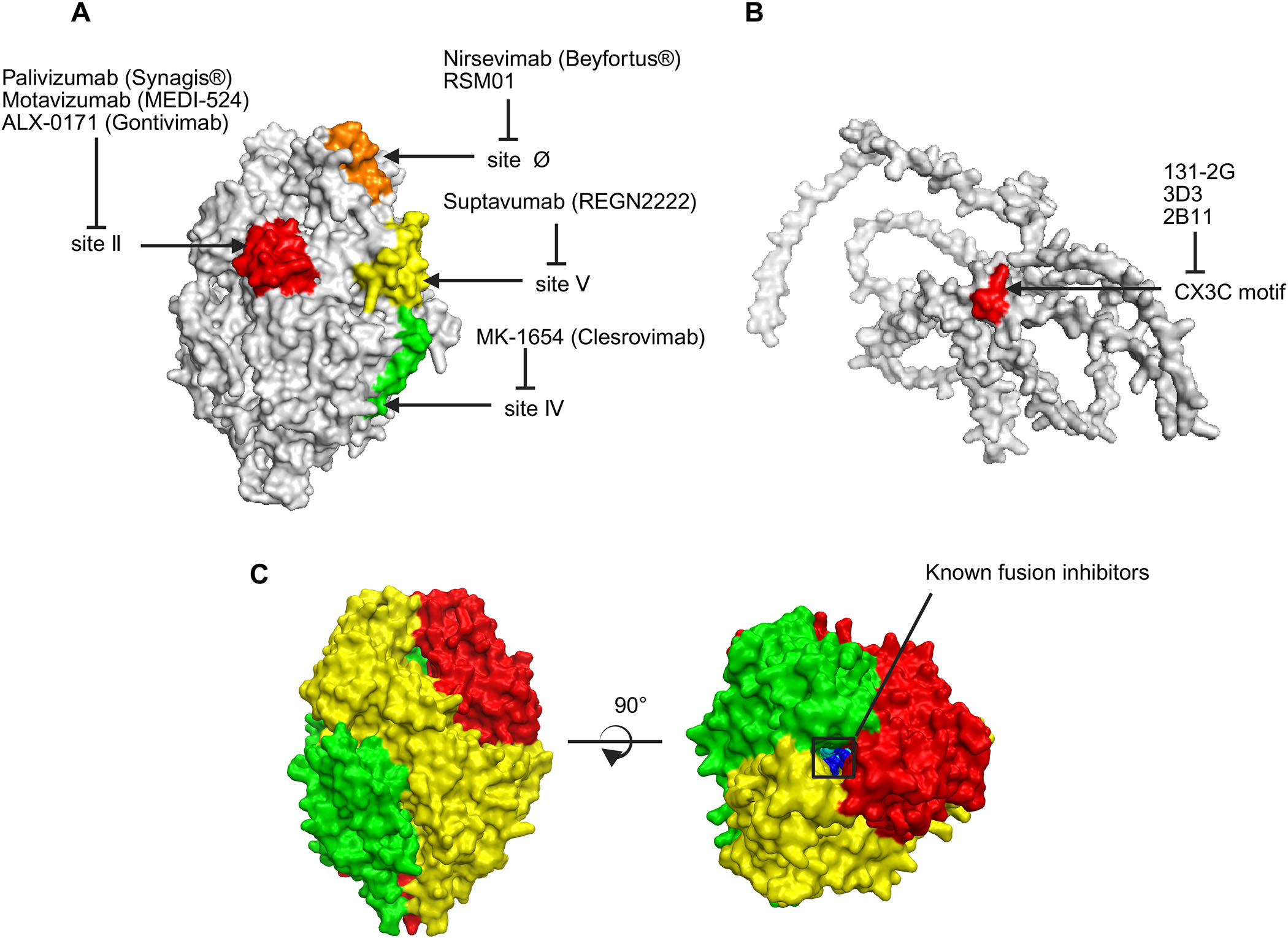 Respiratory syncytial virus RSV Respiratory syncytial virus RSV