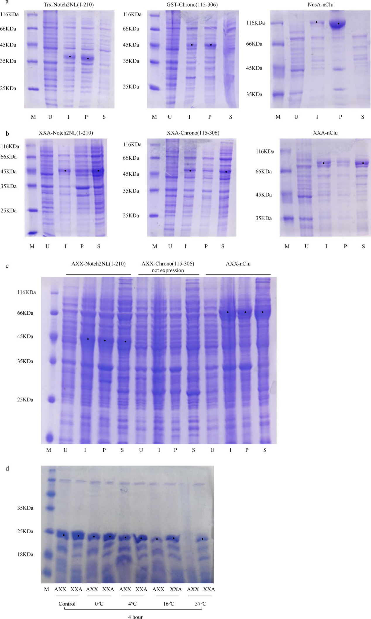 Retro-protein XXA is a remarkable solubilizing fusion tag for inclusion bodies Retro-protein XXA is a remarkable solubilizing fusion tag for inclusion bodies