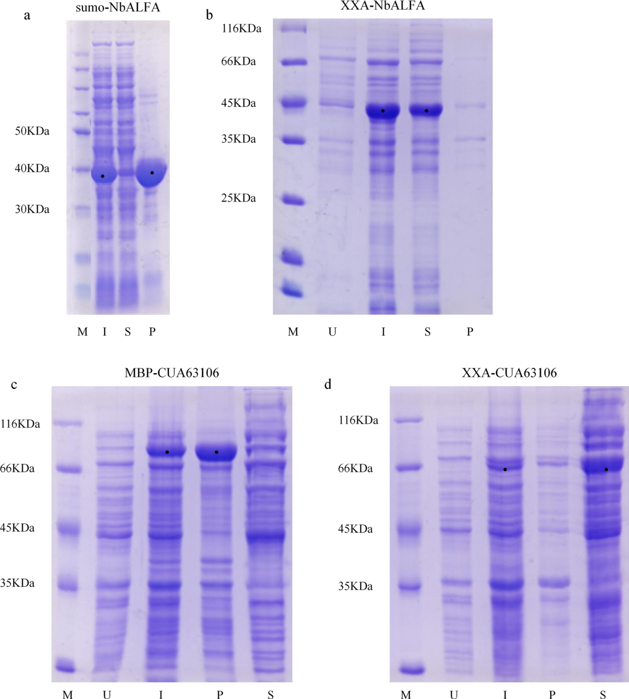 Retro-protein XXA is a remarkable solubilizing fusion tag for inclusion bodies Retro-protein XXA is a remarkable solubilizing fusion tag for inclusion bodies