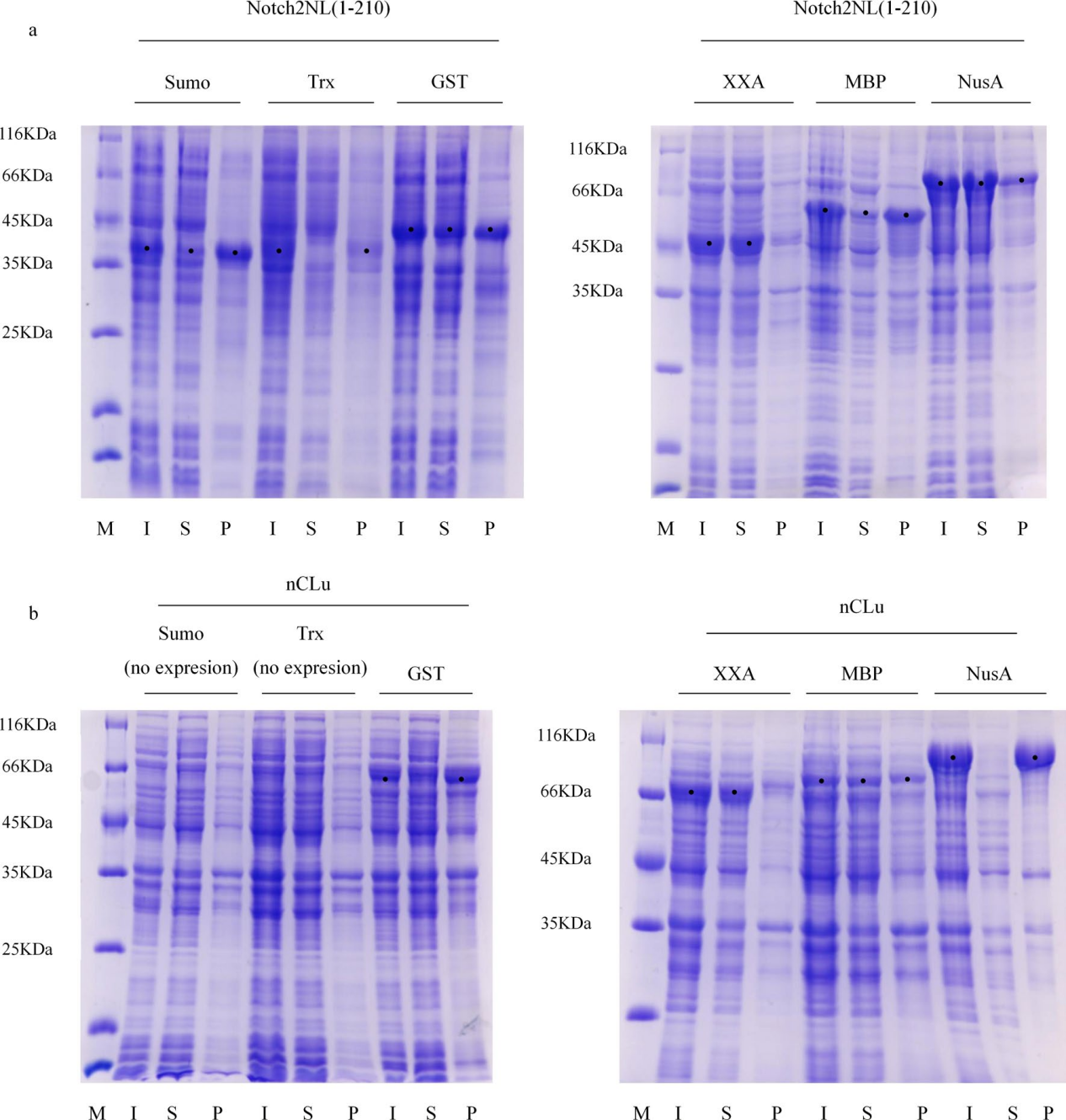 Retro-protein XXA is a remarkable solubilizing fusion tag for inclusion bodies Retro-protein XXA is a remarkable solubilizing fusion tag for inclusion bodies