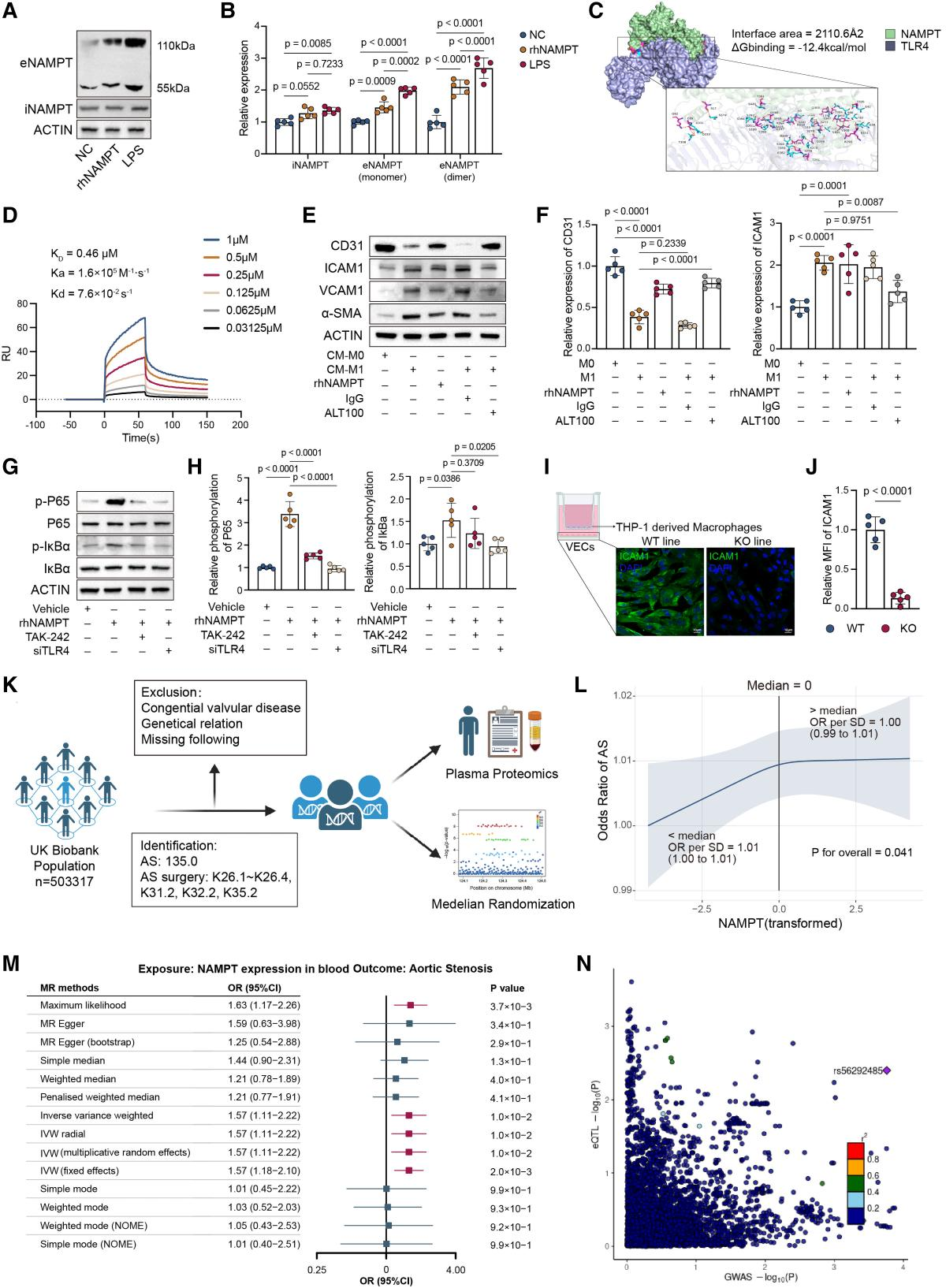 Senescence-associated metabolic alterations aggravate calcific aortic valve disease