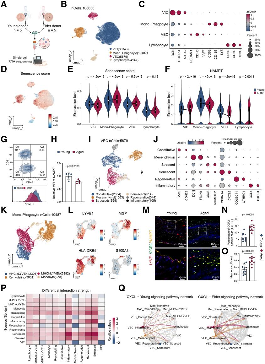 Senescence-associated metabolic alterations aggravate calcific aortic valve disease