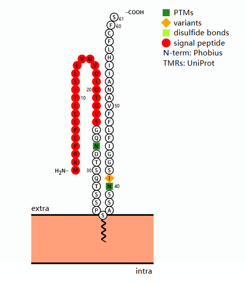 Sialylated Inhibitory Receptor Ligand CD52
