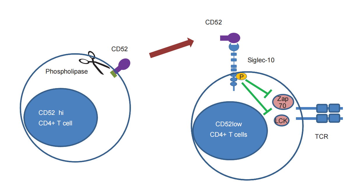 Sialylated Inhibitory Receptor Ligand CD52
