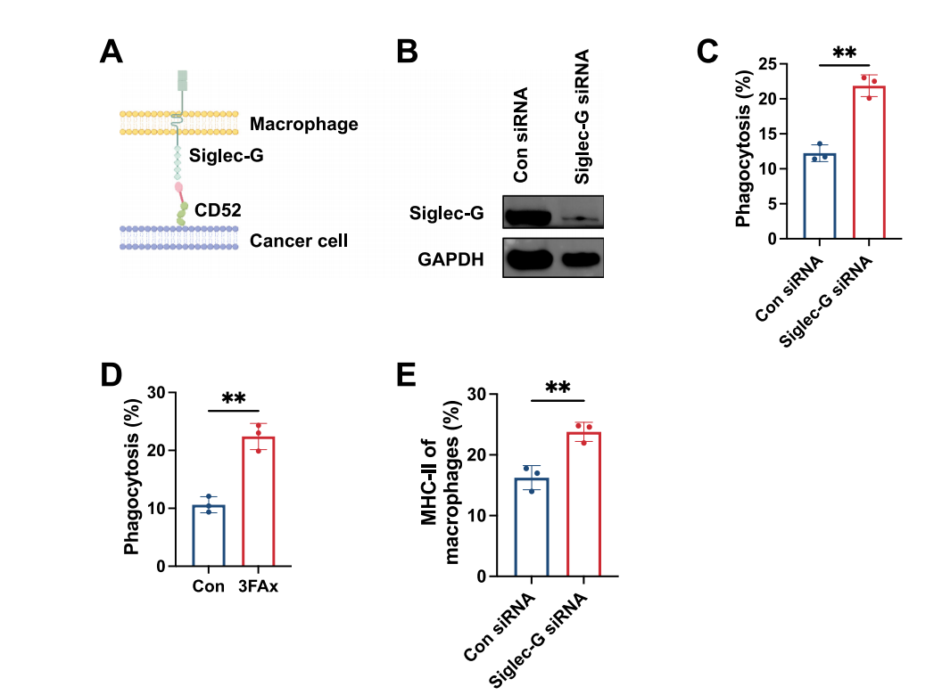 Sialylated Inhibitory Receptor Ligand CD52