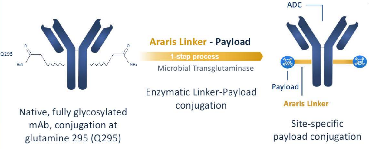 Sodium dependent phosphate transporter SLC34A2