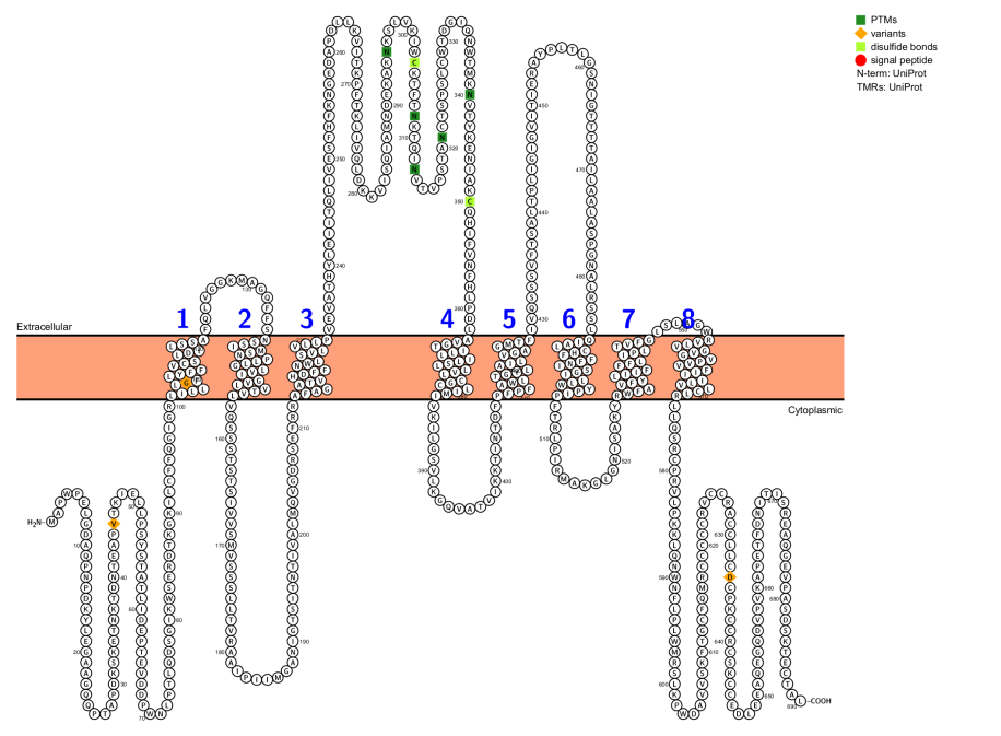 Sodium dependent phosphate transporter SLC34A2
