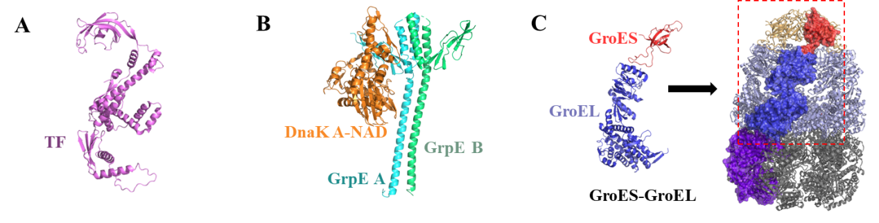 Strategies to enhance soluble expression of recombinant proteins Strategies to enhance soluble expression of recombinant proteins