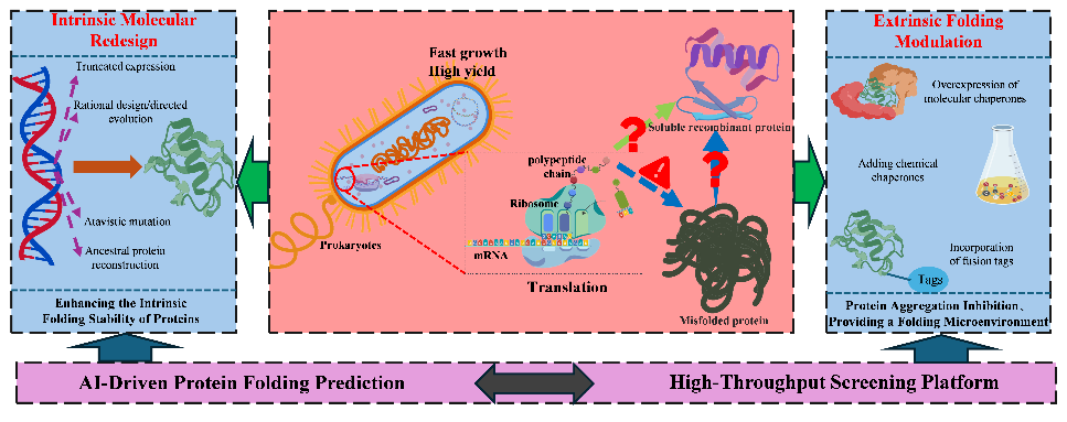 Strategies to enhance soluble expression of recombinant proteins Strategies to enhance soluble expression of recombinant proteins