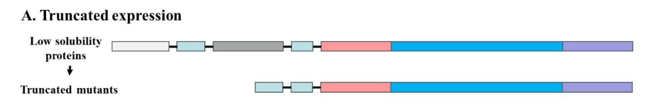 Strategies to enhance soluble expression of recombinant proteins Strategies to enhance soluble expression of recombinant proteins